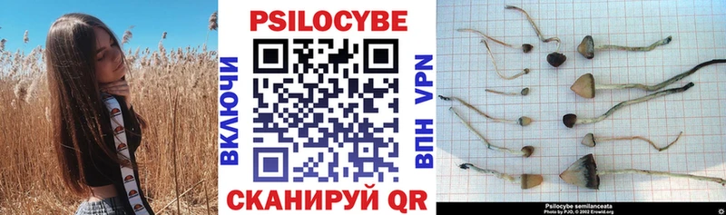Псилоцибиновые грибы Psilocybe  Петушки 